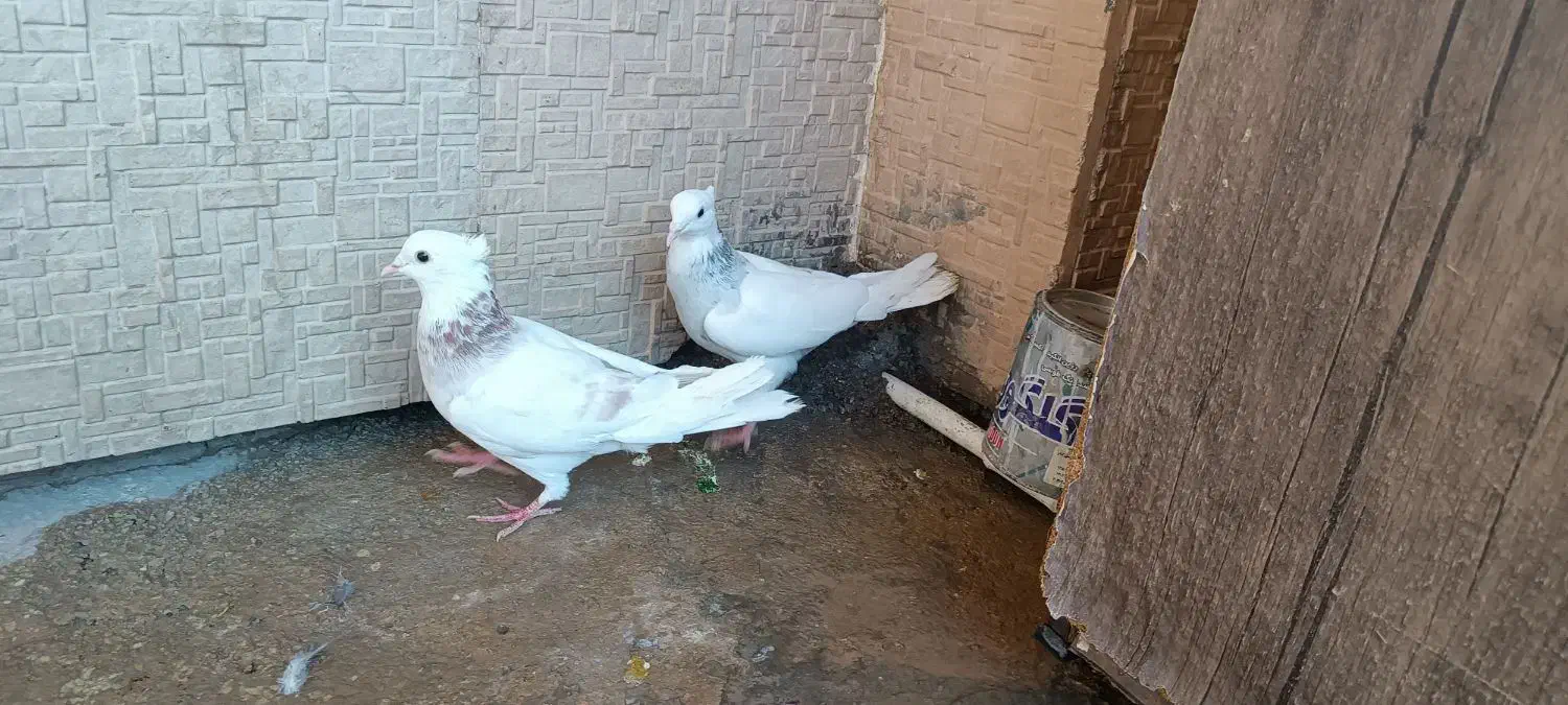 کبوتر|پرنده|لردگان, |دیوار