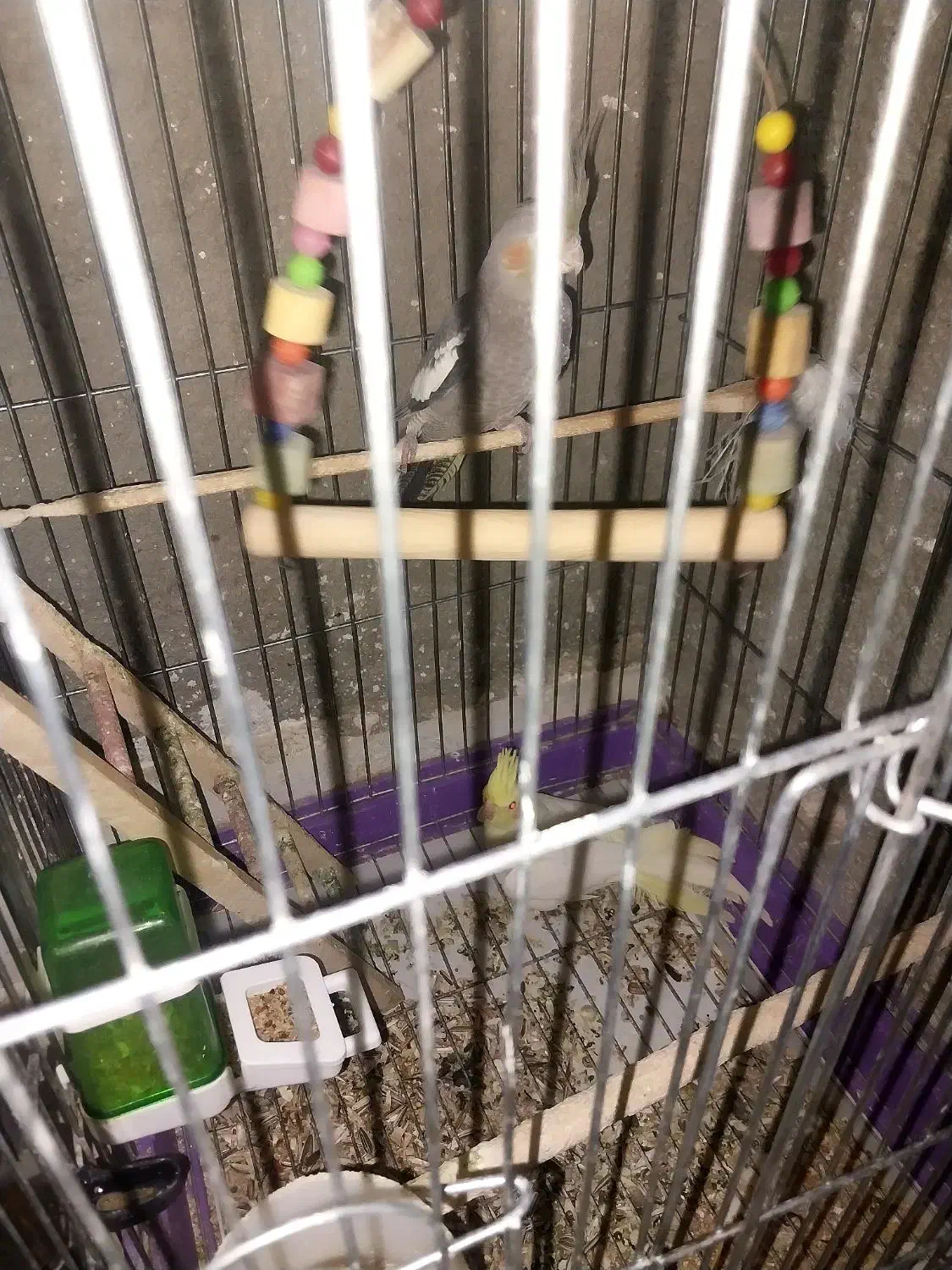 عروس هلندی مولد با جوجه|پرنده|صالح آباد, |دیوار