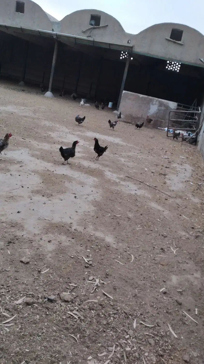 مرغ رسمی|حیوانات مزرعه|قم, جمکران|دیوار