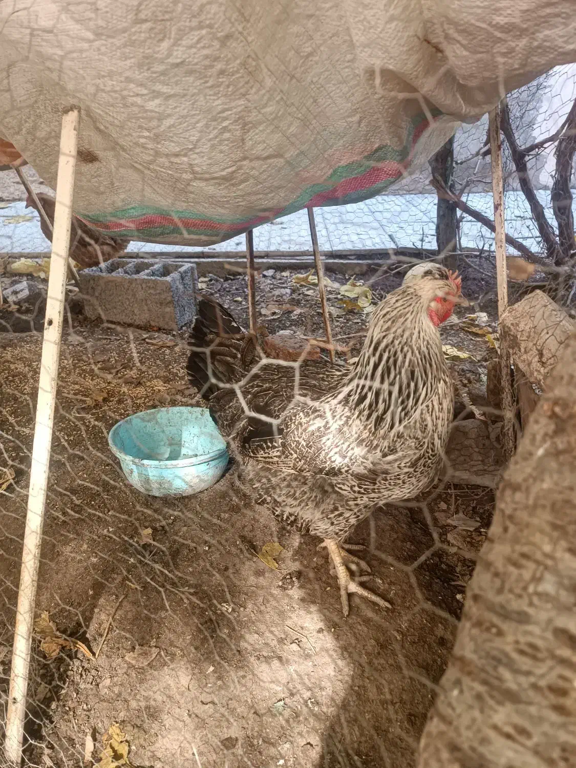 مرغ محلی|حیوانات مزرعه|اسکو, |دیوار