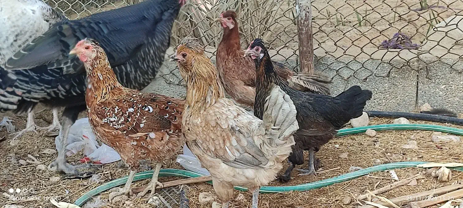 مرغ محلی|حیوانات مزرعه|لامرد, |دیوار