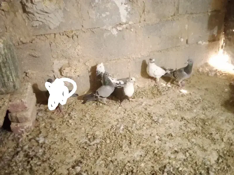 پنچ عدد کفتر|پرنده|هامون, |دیوار