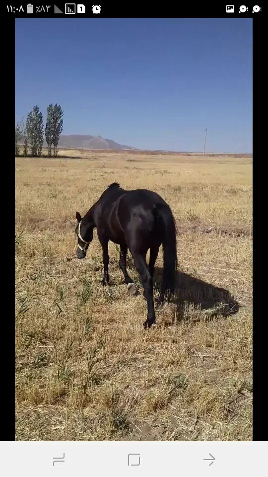 مادیان  ترک درشوری|اسب و تجهیزات اسبسواری|قیدار, |دیوار