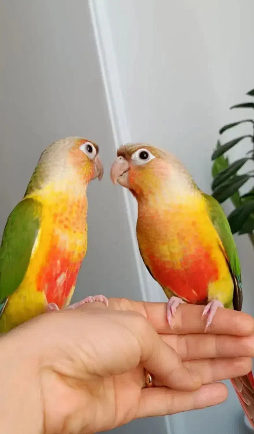 پاکوتاه نسل جدید خورشیدی دستی وسخنگوو...|پرنده|اصفهان, شیخ اشراق|دیوار