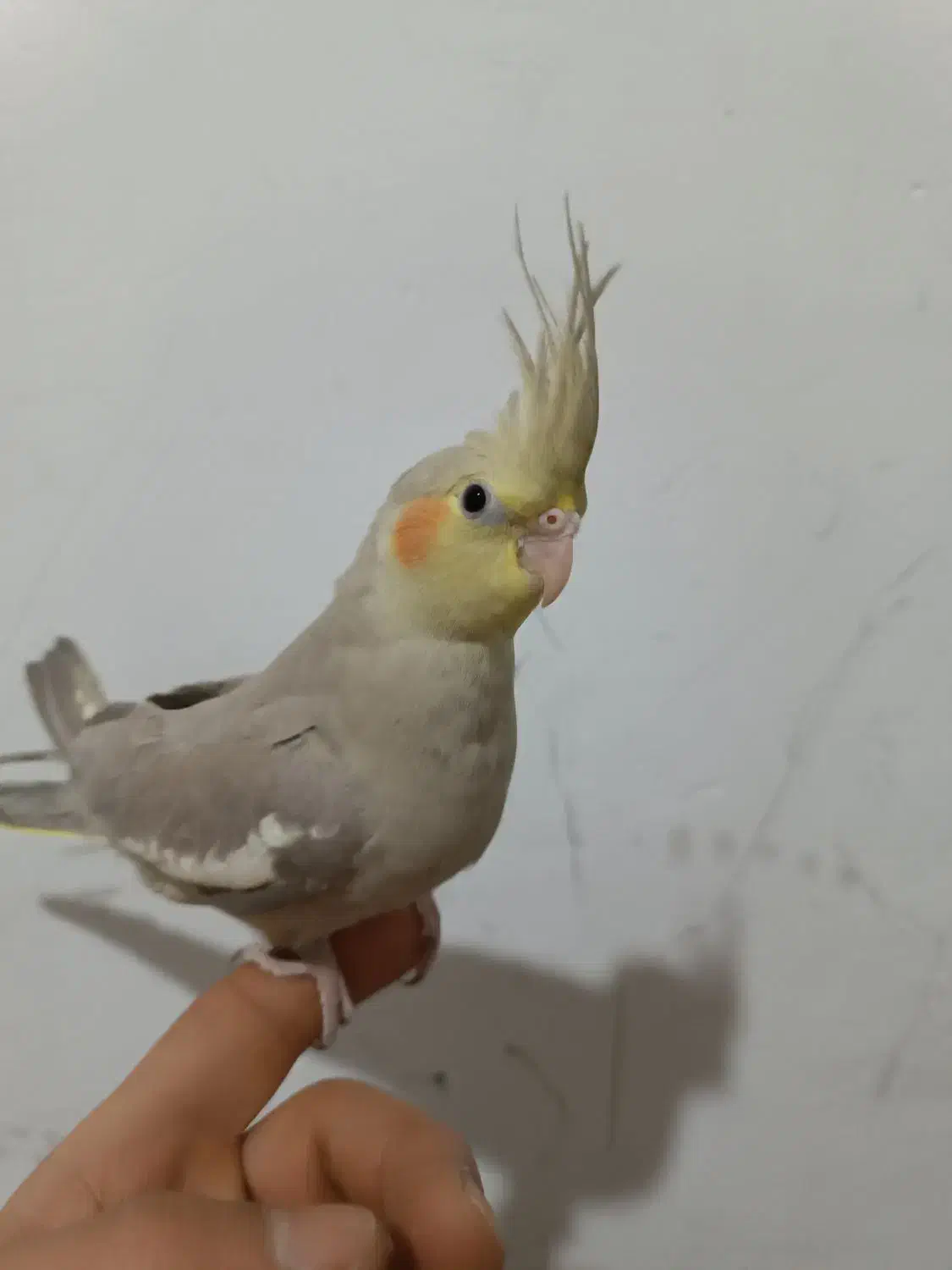 عروس هلندی|پرنده|تبریز, |دیوار