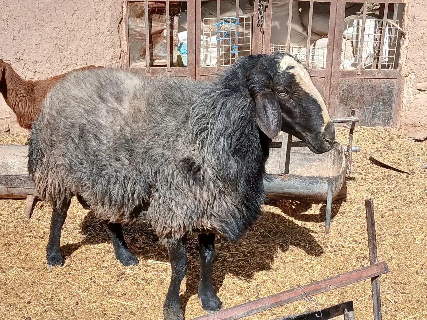 گوسفند بره قوچ|حیوانات مزرعه|ماهان, |دیوار