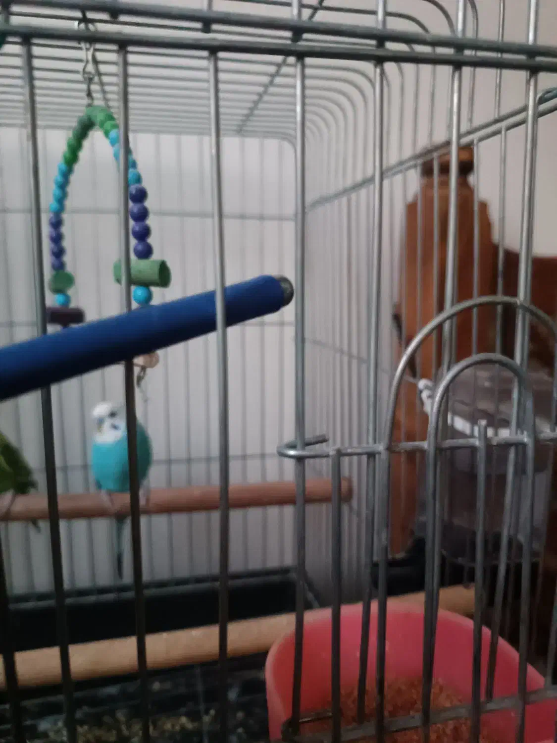 2 عدد مرغ عشق آماده جفت گیری|پرنده|کهریزک, |دیوار