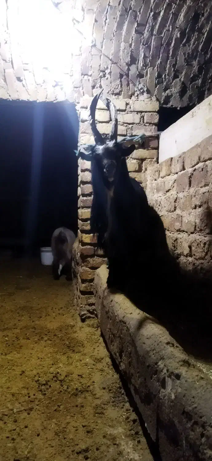 بز شاخ انبری قمی اصل ریش سفید|حیوانات مزرعه|مهاجران, |دیوار