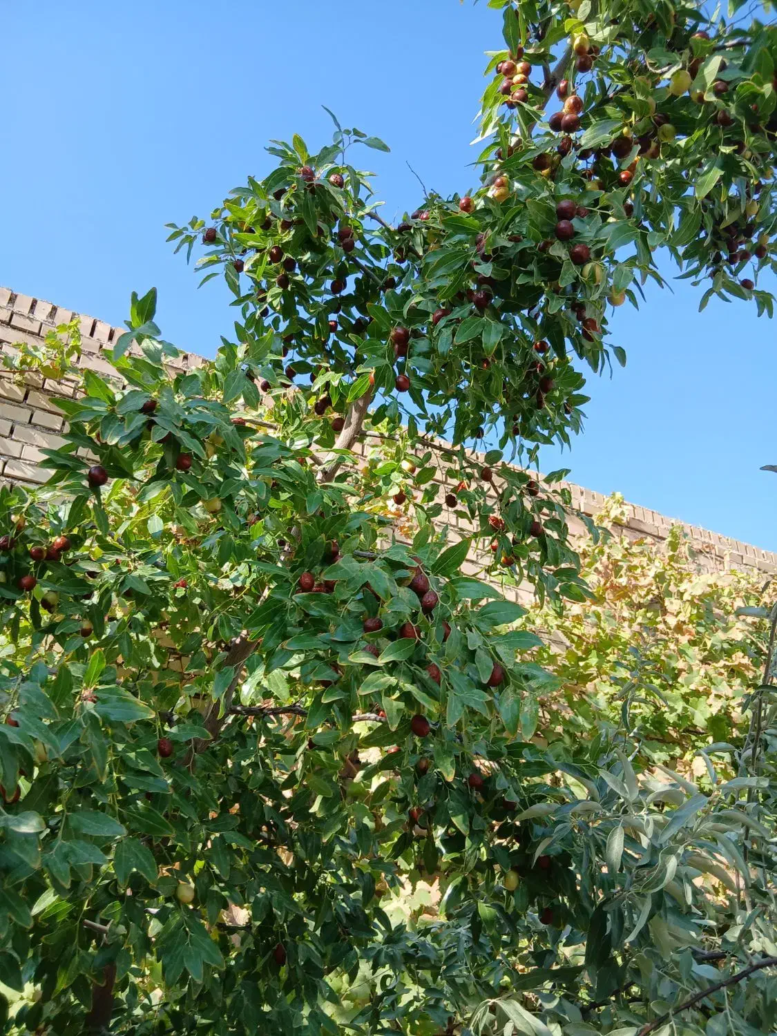 زمین جاده قمصر صفی آباد نبش|فروش زمین و ملک کلنگی|کاشان, صفی آباد|دیوار