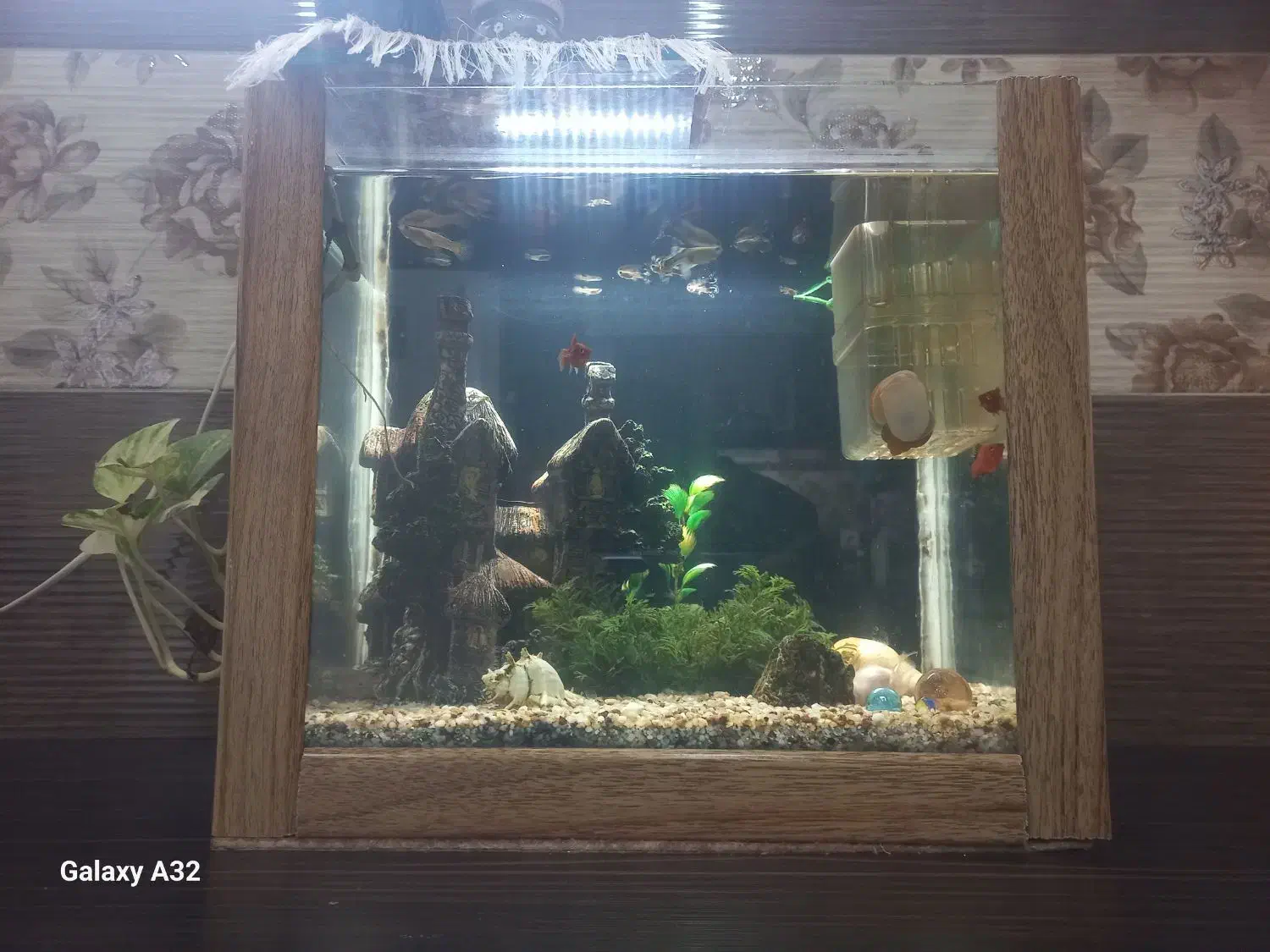 اکواریم بدون تجهیزان وماهی|ماهی|برخوار, |دیوار