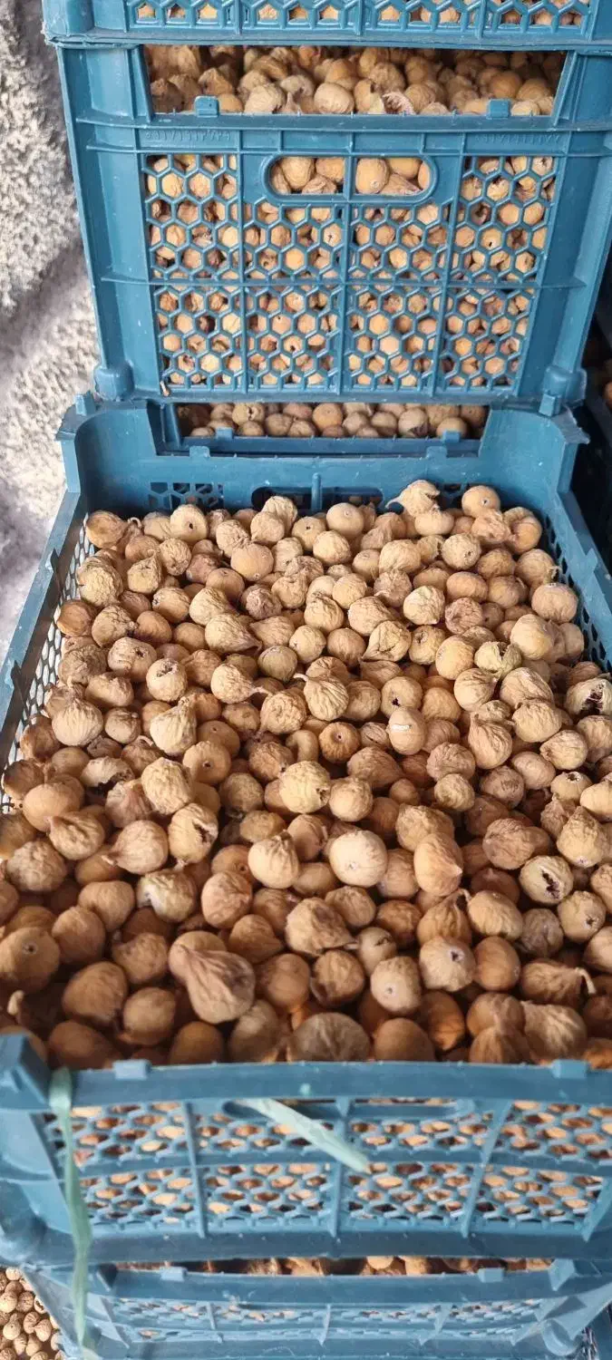 انچیرسفید گوشتی در کوار|خوردنی و آشامیدنی|شیراز, بید زرد|دیوار