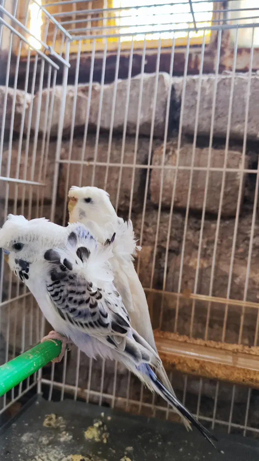 حیوان خونگی|پرنده|فردوس (خراسان), |دیوار