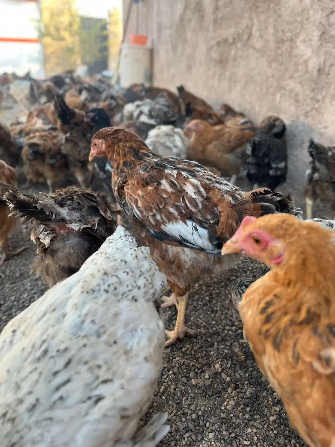 جوجه مرغ و خروس فریک|حیوانات مزرعه|تاکستان, |دیوار