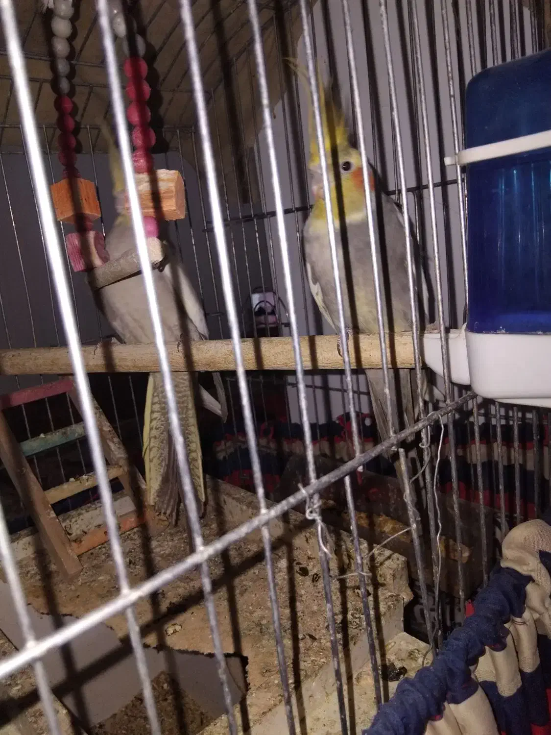 عروسی هلندی|پرنده|جزنیک, |دیوار