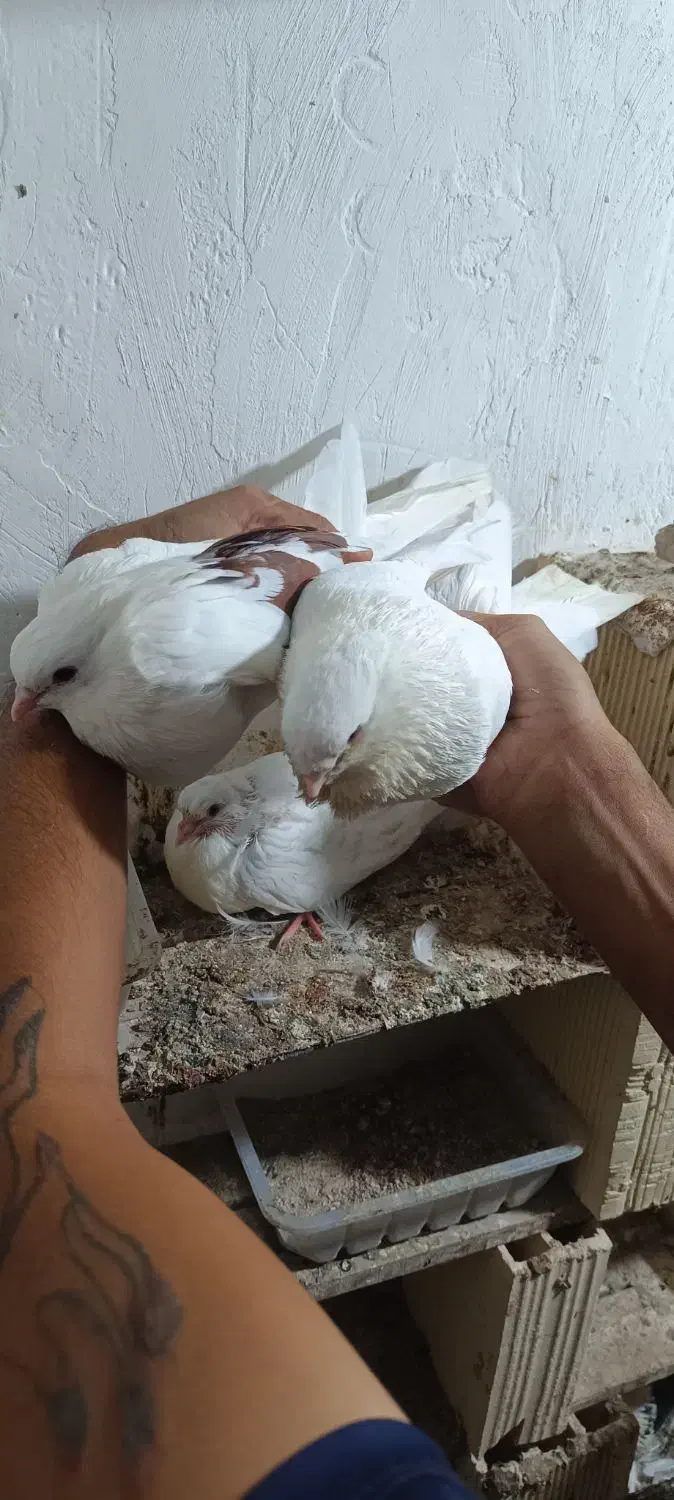 کبوتر|پرنده|بندرلنگه, |دیوار