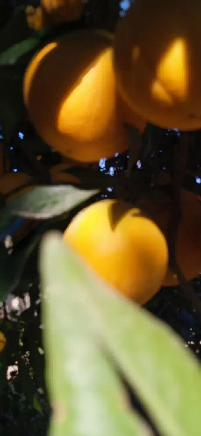 پرتقال تامسون شیرین آب دار|خوردنی و آشامیدنی|قائم‌شهر, |دیوار