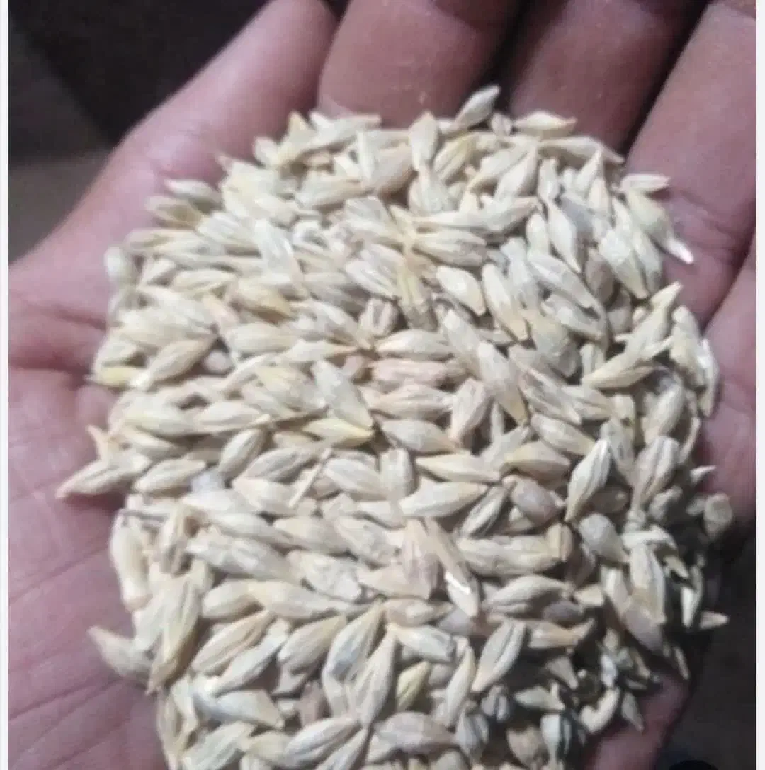 جو محلی دیم|خوردنی و آشامیدنی|فیروزآباد (لرستان), |دیوار