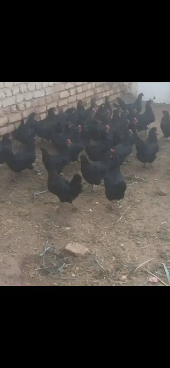 مرغ سیاه تخم گذار|حیوانات مزرعه|قم, دروازه ری|دیوار