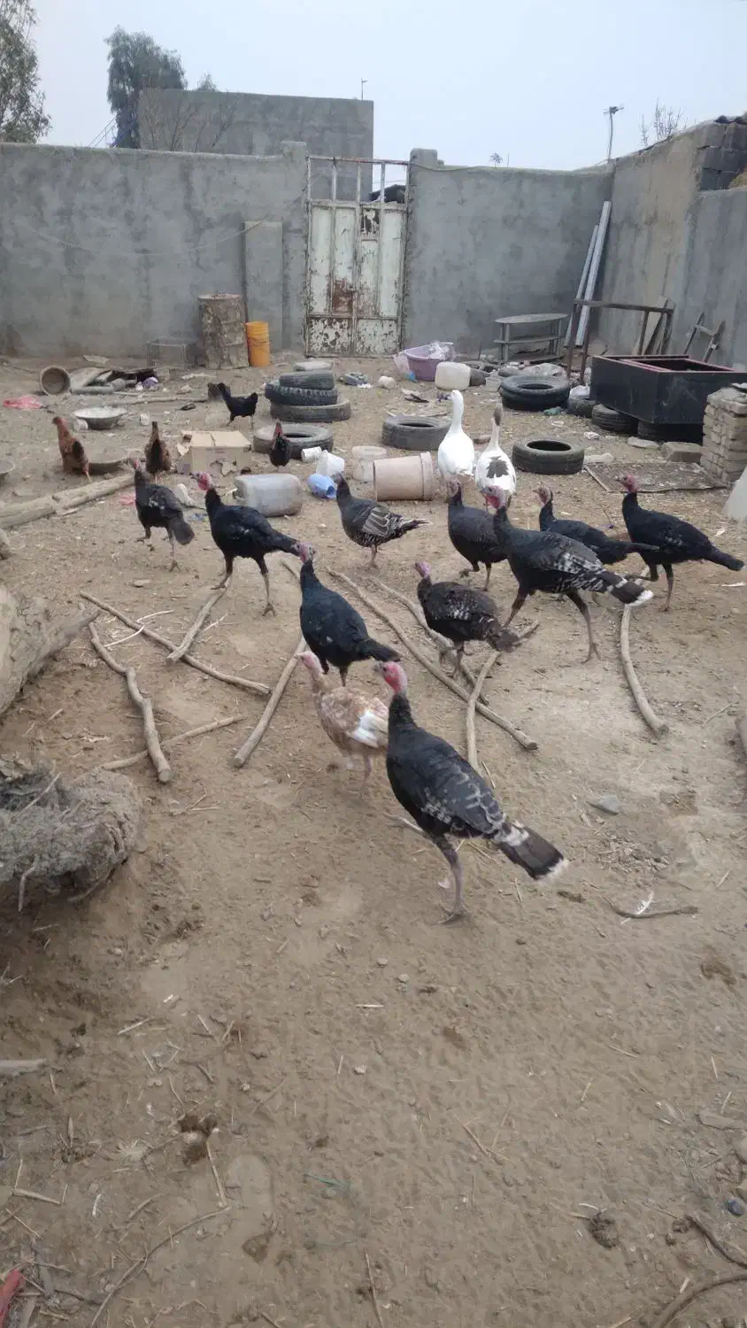 بقلمون|حیوانات مزرعه|جوادآباد, |دیوار