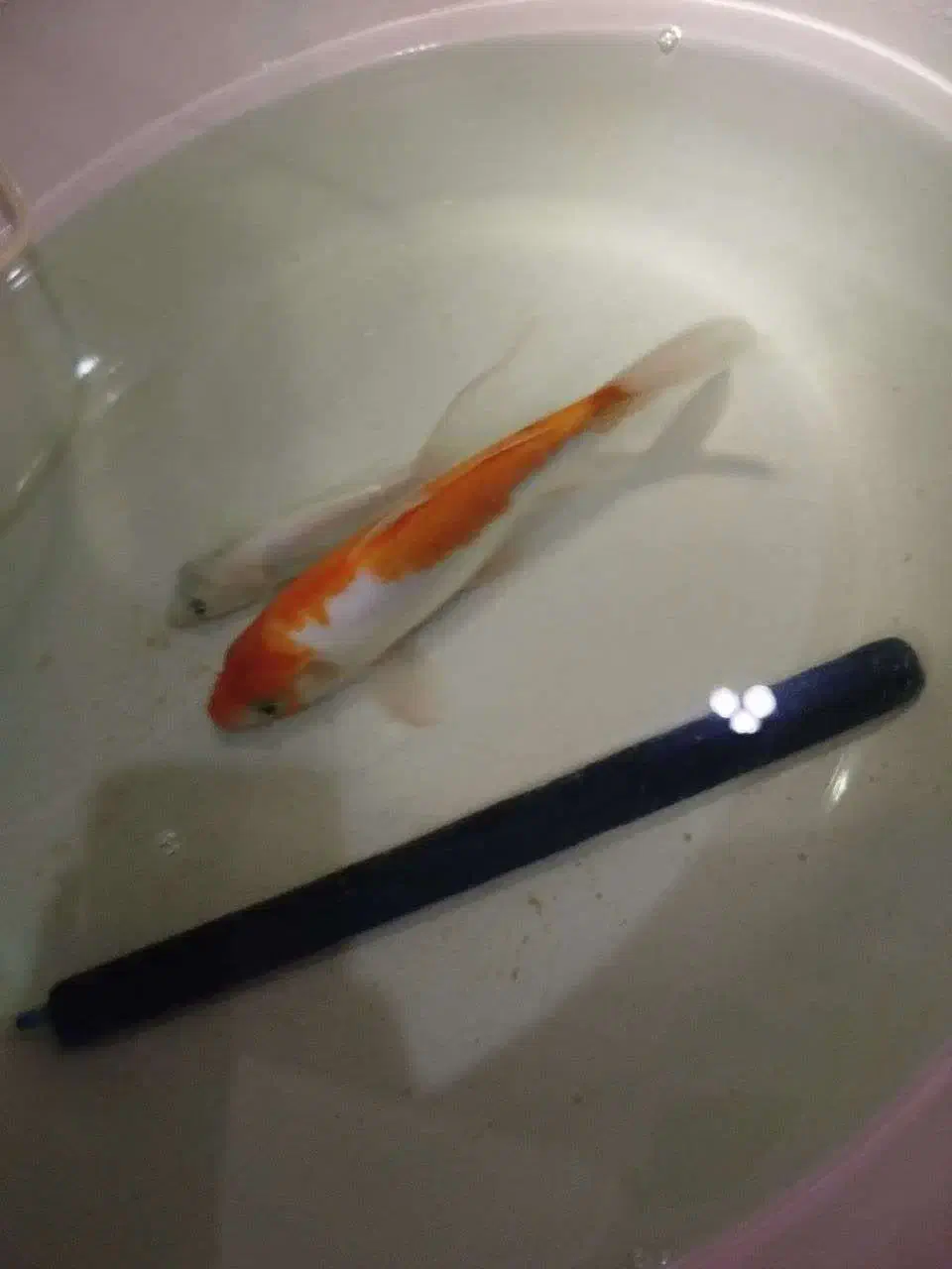 کوی رنگی و سفید|ماهی|ری, منصوریه منگل|دیوار