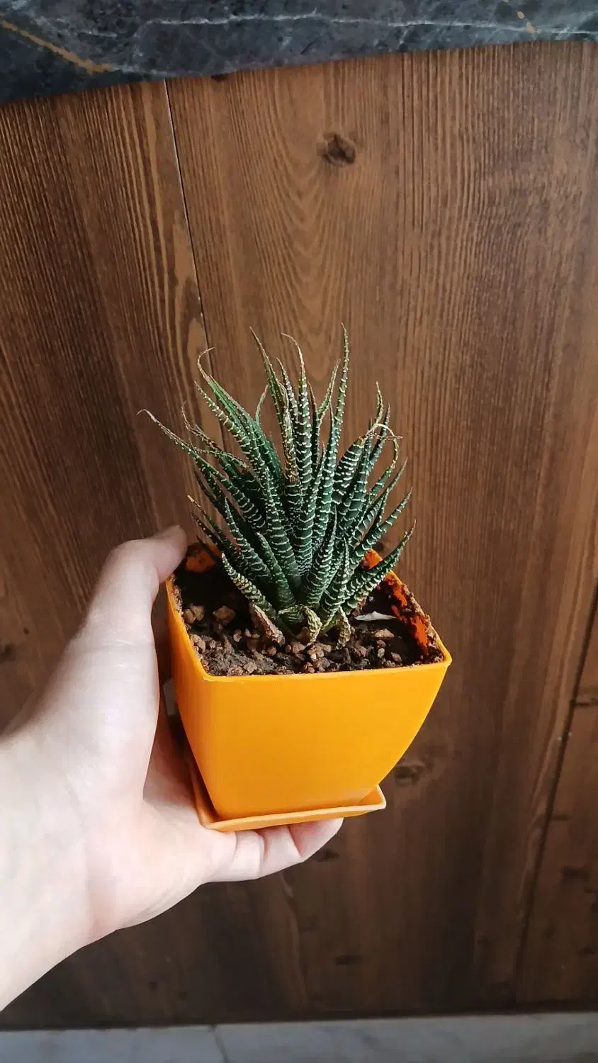 گل های طبیعی|گل و گیاه طبیعی|نیشابور, شریعتی|دیوار