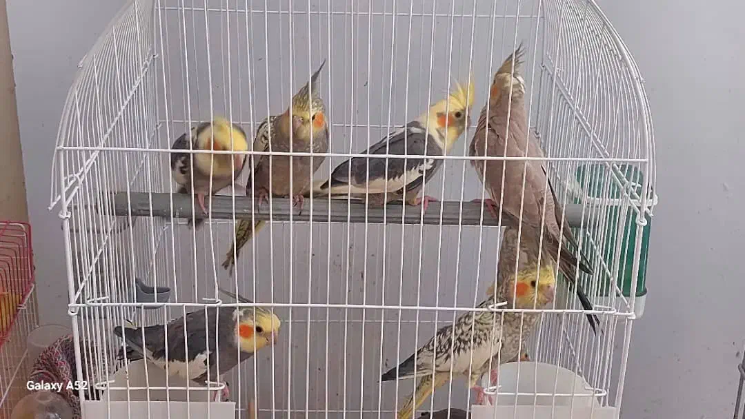 عروس هلندی و برزیلی اوپال|پرنده|کرمانشاه, |دیوار