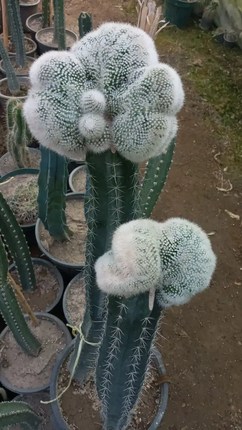 کاکتوس و گل و گیاه طبیعی|گل و گیاه طبیعی|تهران, شهید فکوری|دیوار