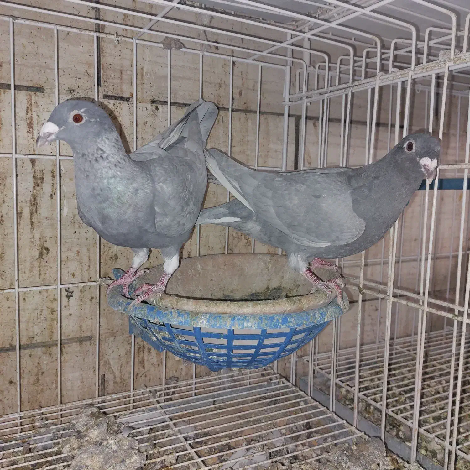 کفتر الماسی پلاکی|پرنده|شیراز, دشت چنار|دیوار