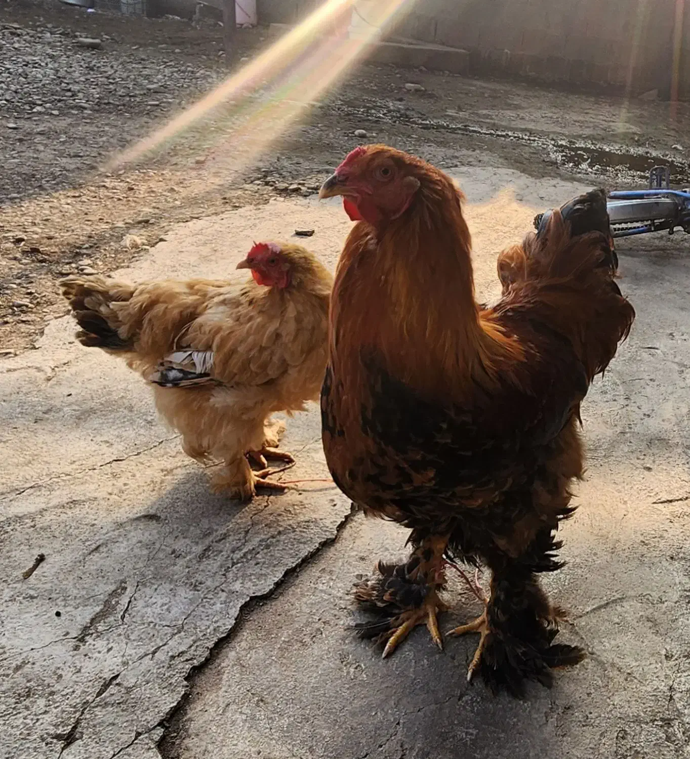 مرغ خروس|حیوانات مزرعه|طاهرگوراب, |دیوار