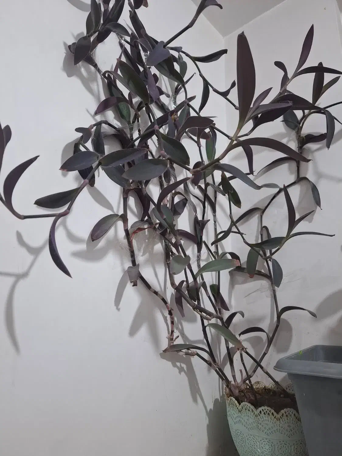 گل خانگی|گل و گیاه طبیعی|سهند, |دیوار