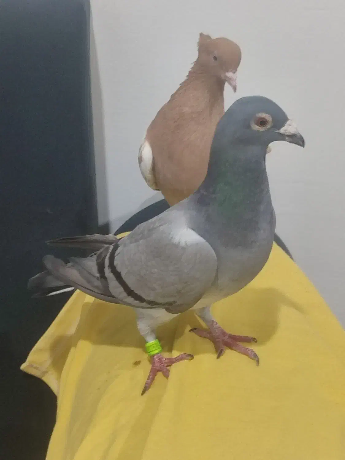 کبوتر سینه زرد و سبز پلاکی ماده|پرنده|شیراز, شیخ علی چوپان|دیوار