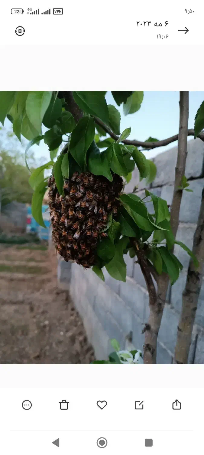 عسل صد در صد طبیعی|خوردنی و آشامیدنی|خنداب, |دیوار