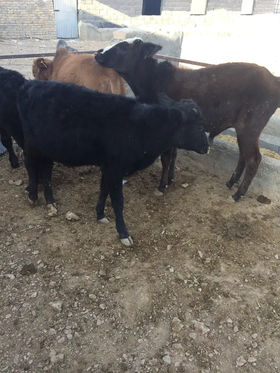 گوساله نر ۱۲۰کیلویی|حیوانات مزرعه|معصومیه, |دیوار