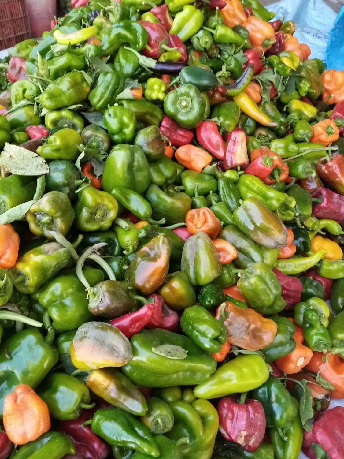 فلفل|خوردنی و آشامیدنی|نوشین شهر, |دیوار