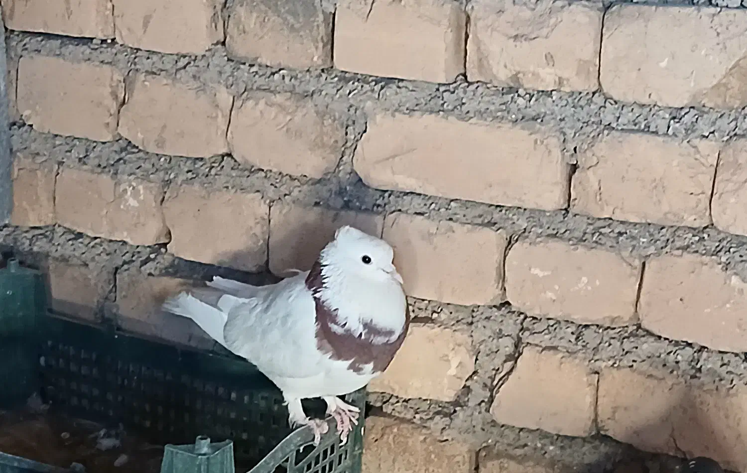 پرنده|پرنده|کوهرنگ, |دیوار