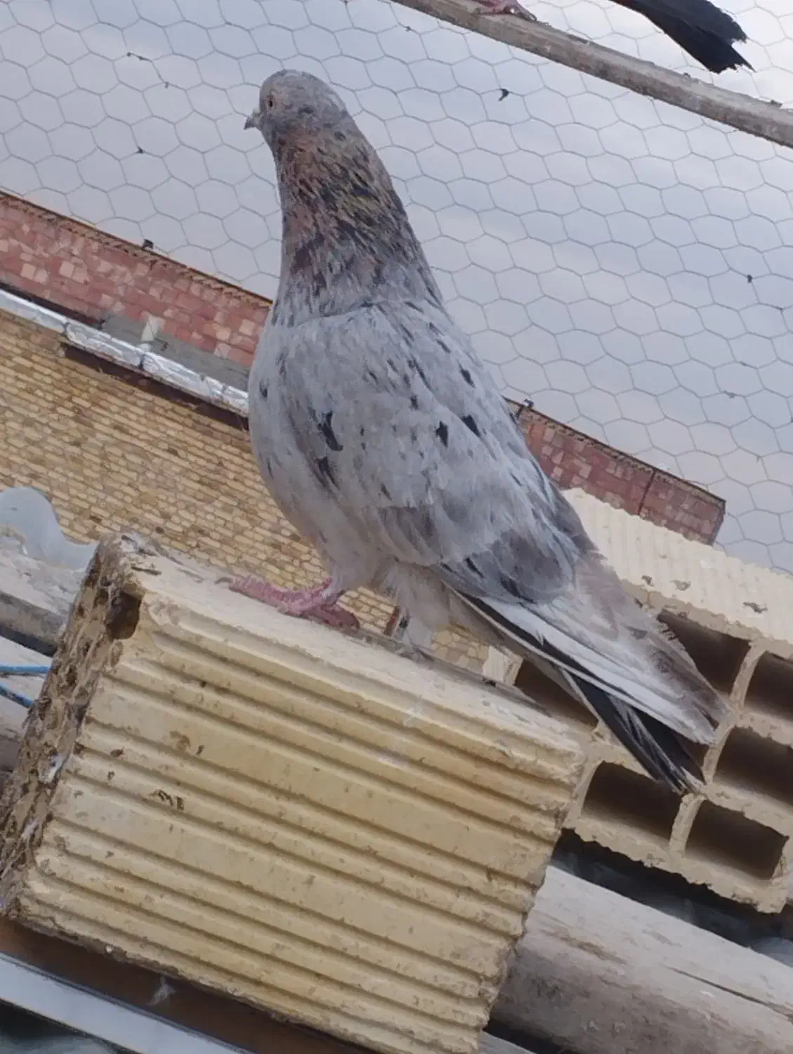 کبوتر.گرفتنی|پرنده|ارومیه, |دیوار