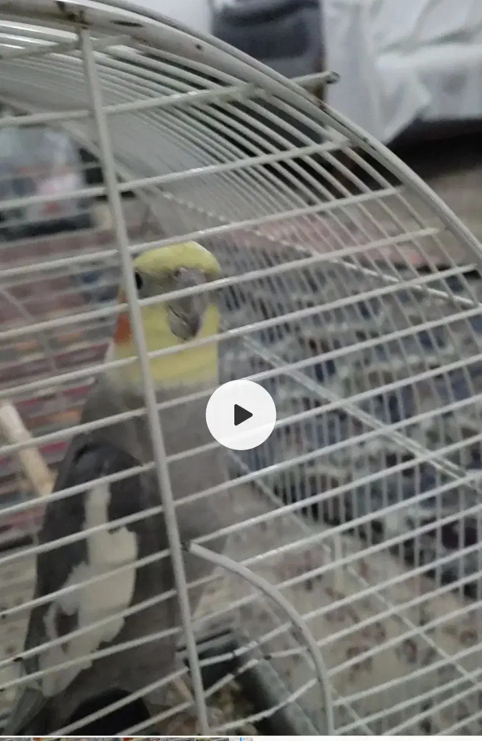 عروس هلندی|حیوانات|خمین, |دیوار