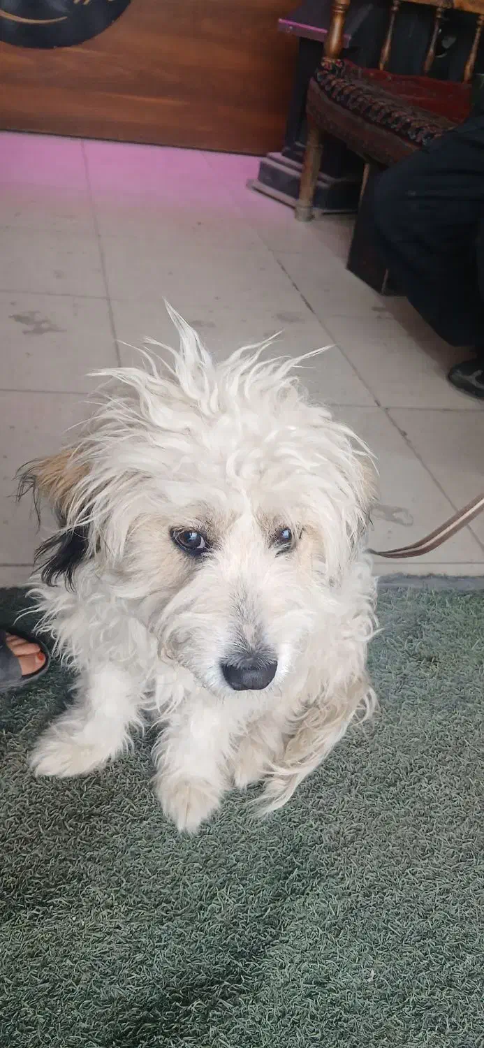 سگ خارجی|سگ|بروجرد, |دیوار