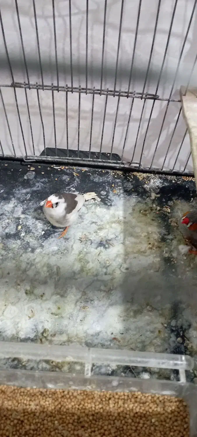 فنچ|پرنده|اسفراین, |دیوار