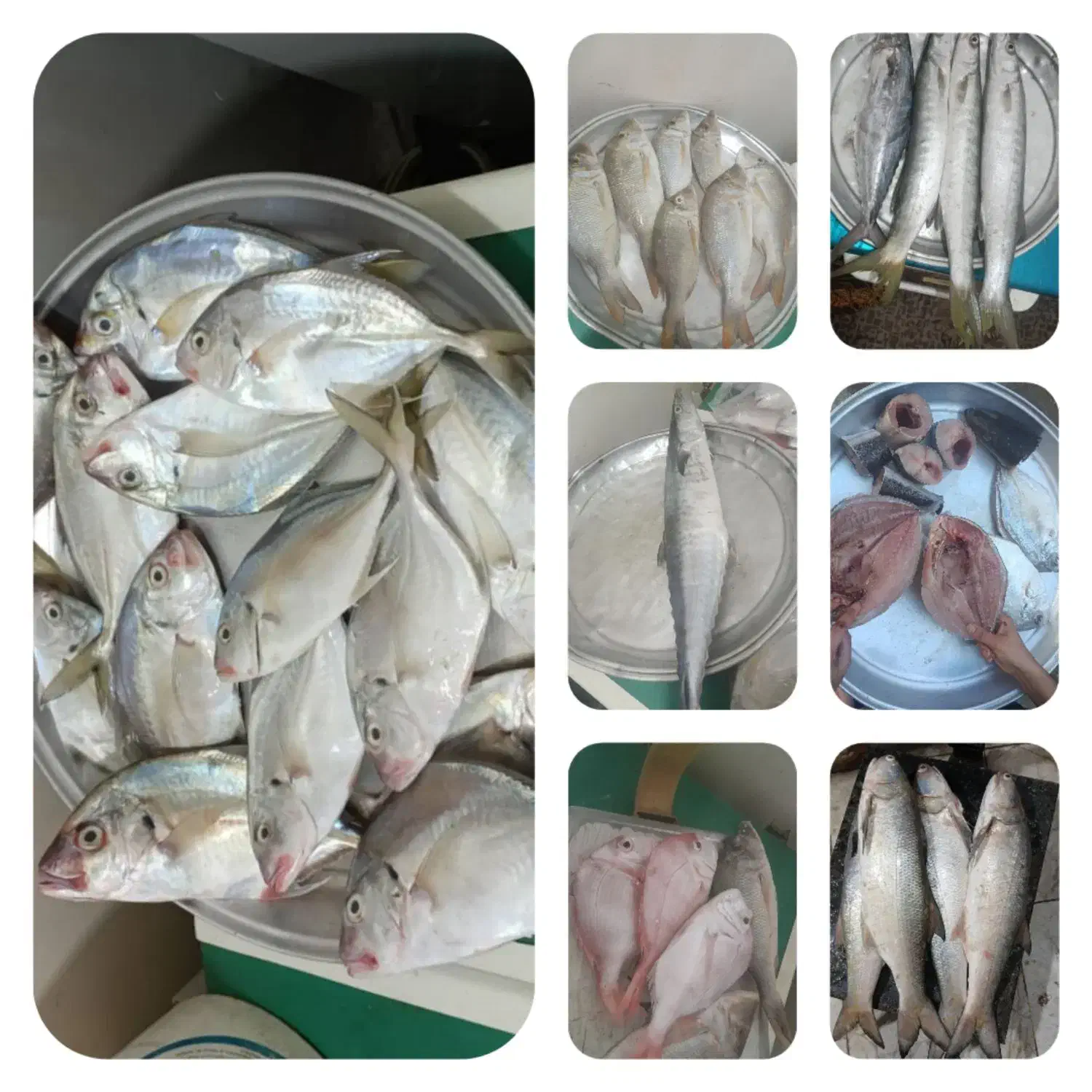 انواع ماهی|ماهی|بندر کنگان, |دیوار