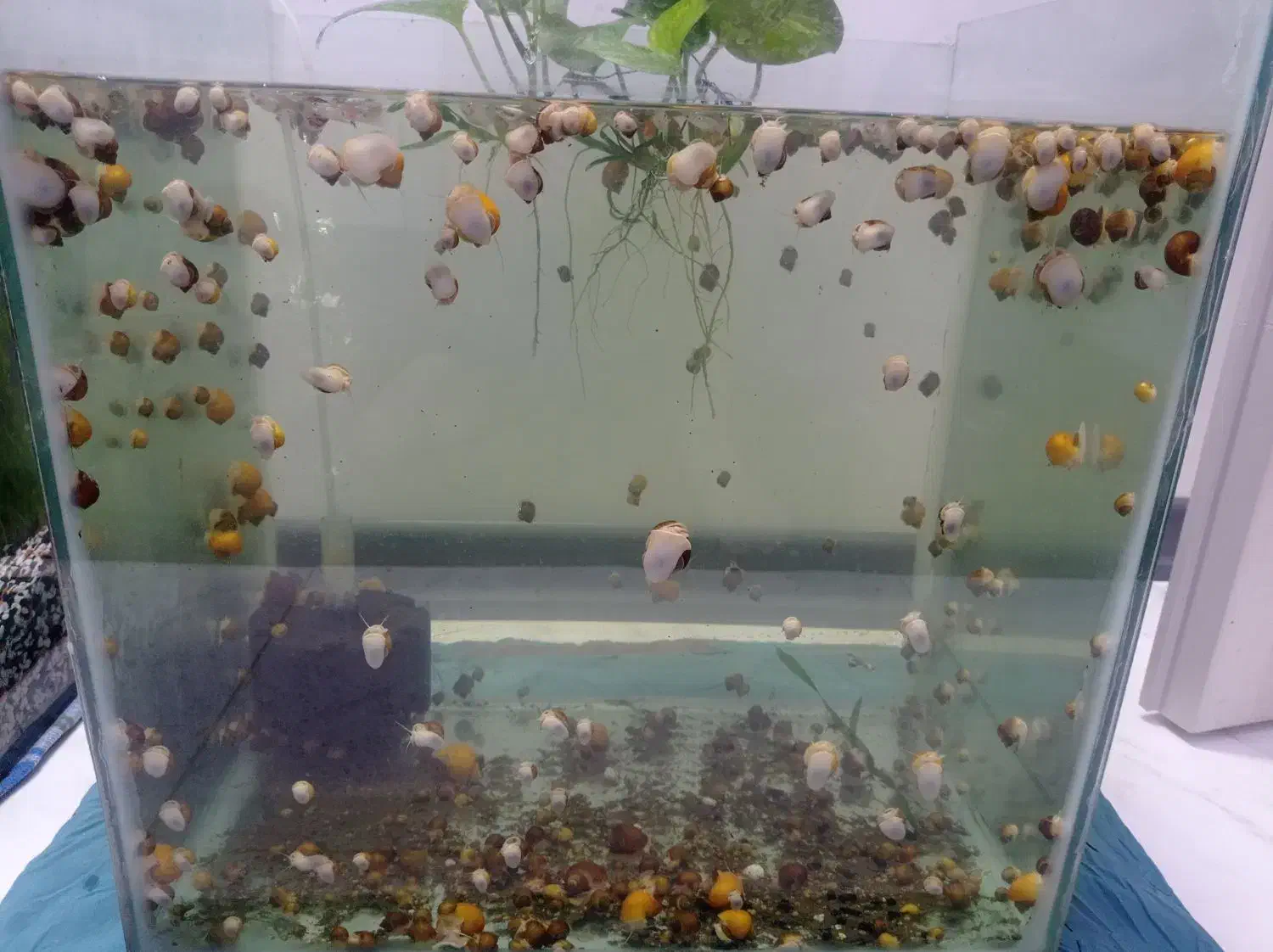 حلزون|ماهی|گرگان, |دیوار