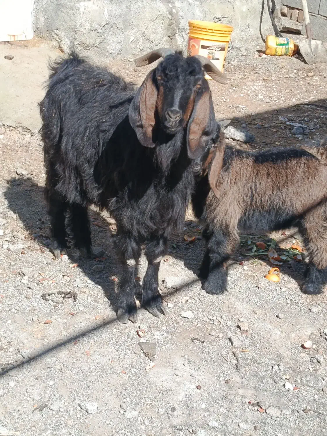 بز و بزغاله|حیوانات مزرعه|کرمانشاه, |دیوار