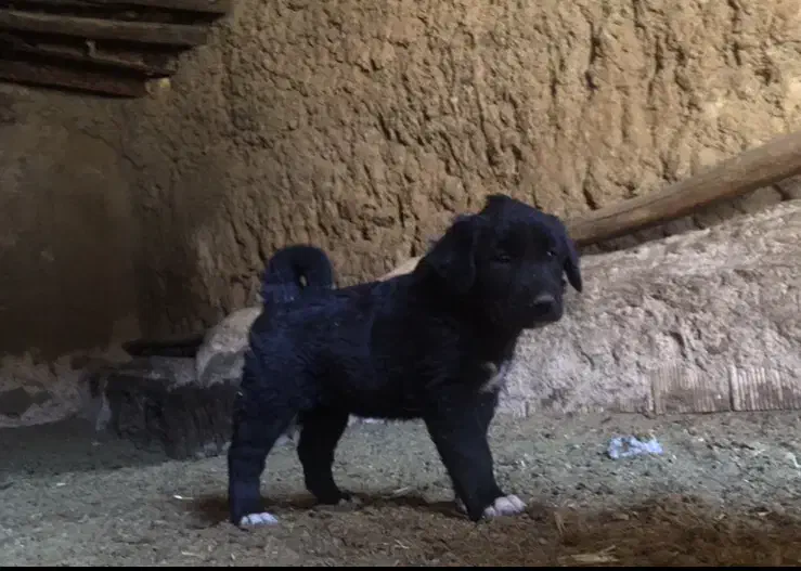 توله لاس|سگ|داران, |دیوار