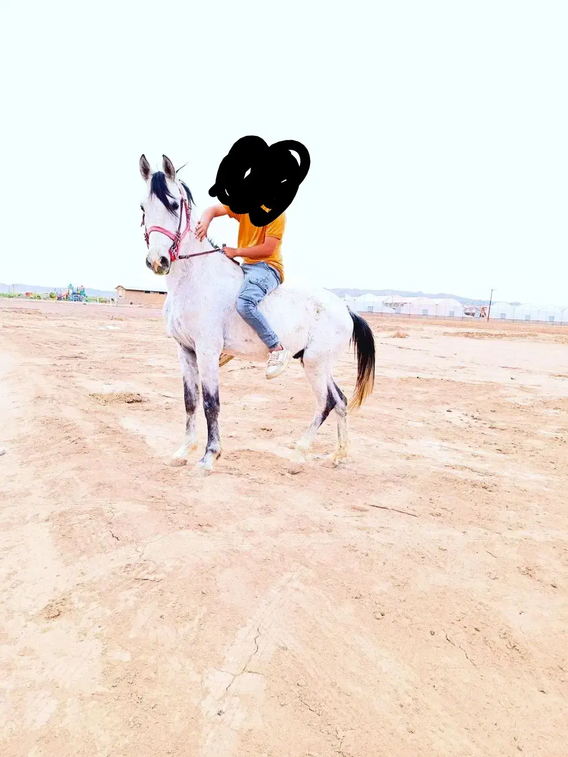 اسب نریان|اسب و تجهیزات اسب‌سواری|هلالی, |دیوار