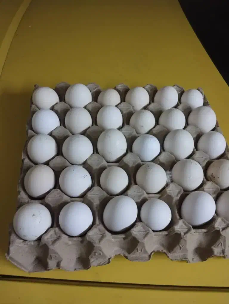 تخم مرغ گلین اصل فول ریش 20000تومان|حیوانات مزرعه|تهران, شهرآرا|دیوار