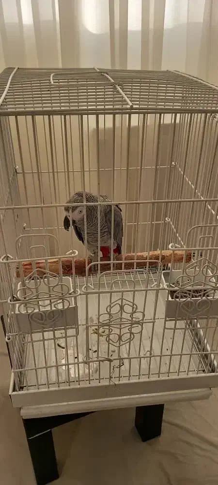 کاسکو پرکلام جمله گو پر صحبت نر ۴ ساله|پرنده|تهران, اسکندری|دیوار