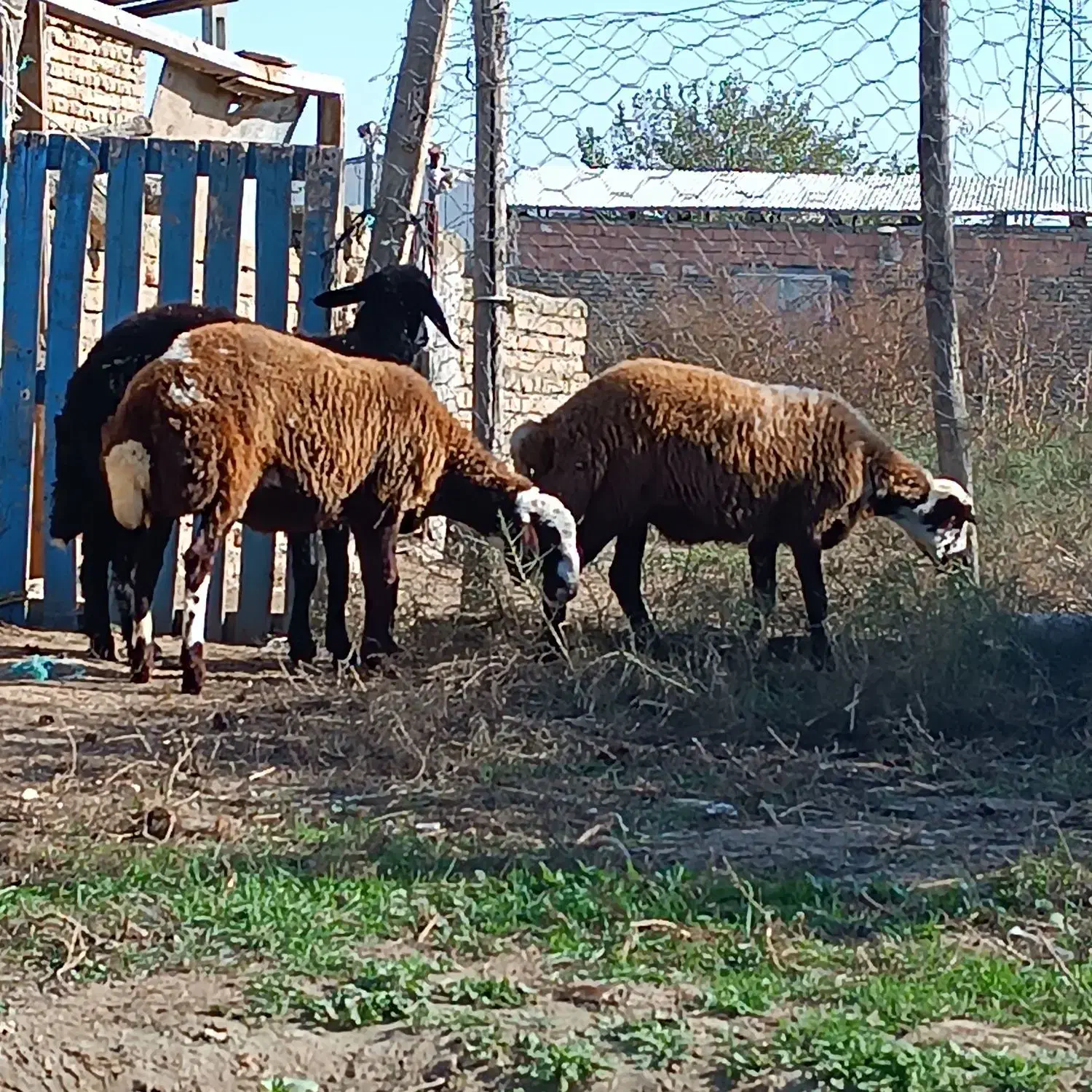 توقلی ماده جنس دار|حیوانات مزرعه|سیمین شهر, |دیوار