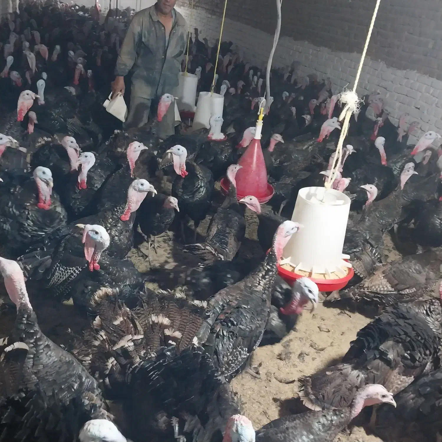 بوقلمون برنز|حیوانات مزرعه|شازند, |دیوار