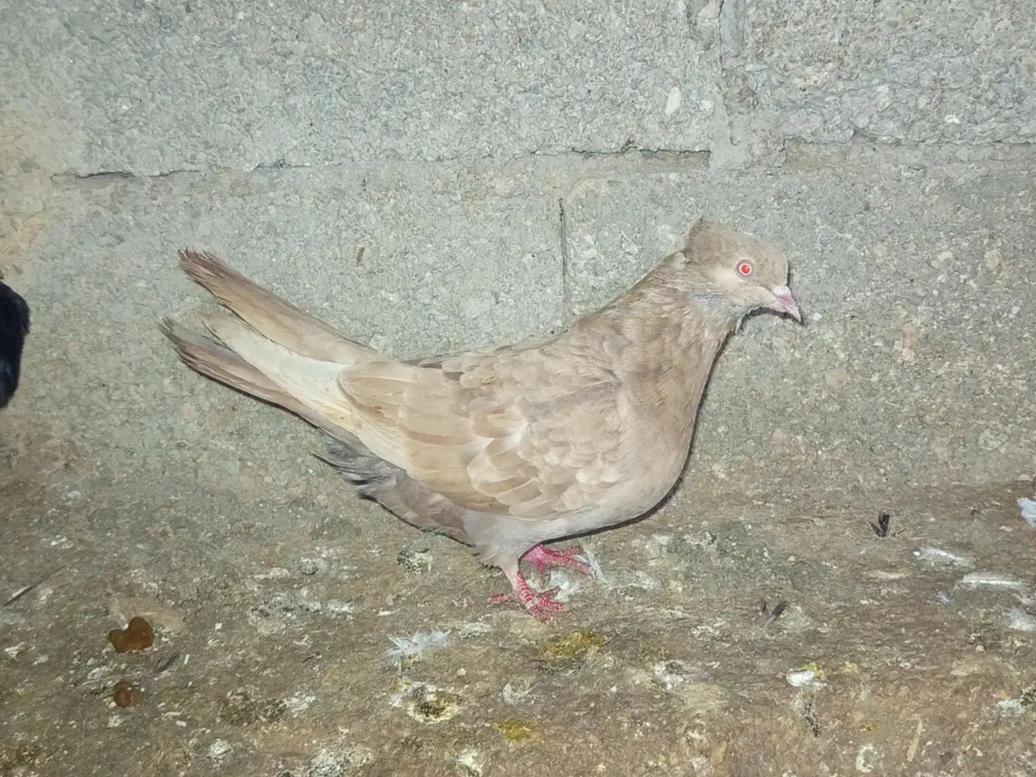 کبوتر رنگی|پرنده|گله دار, |دیوار