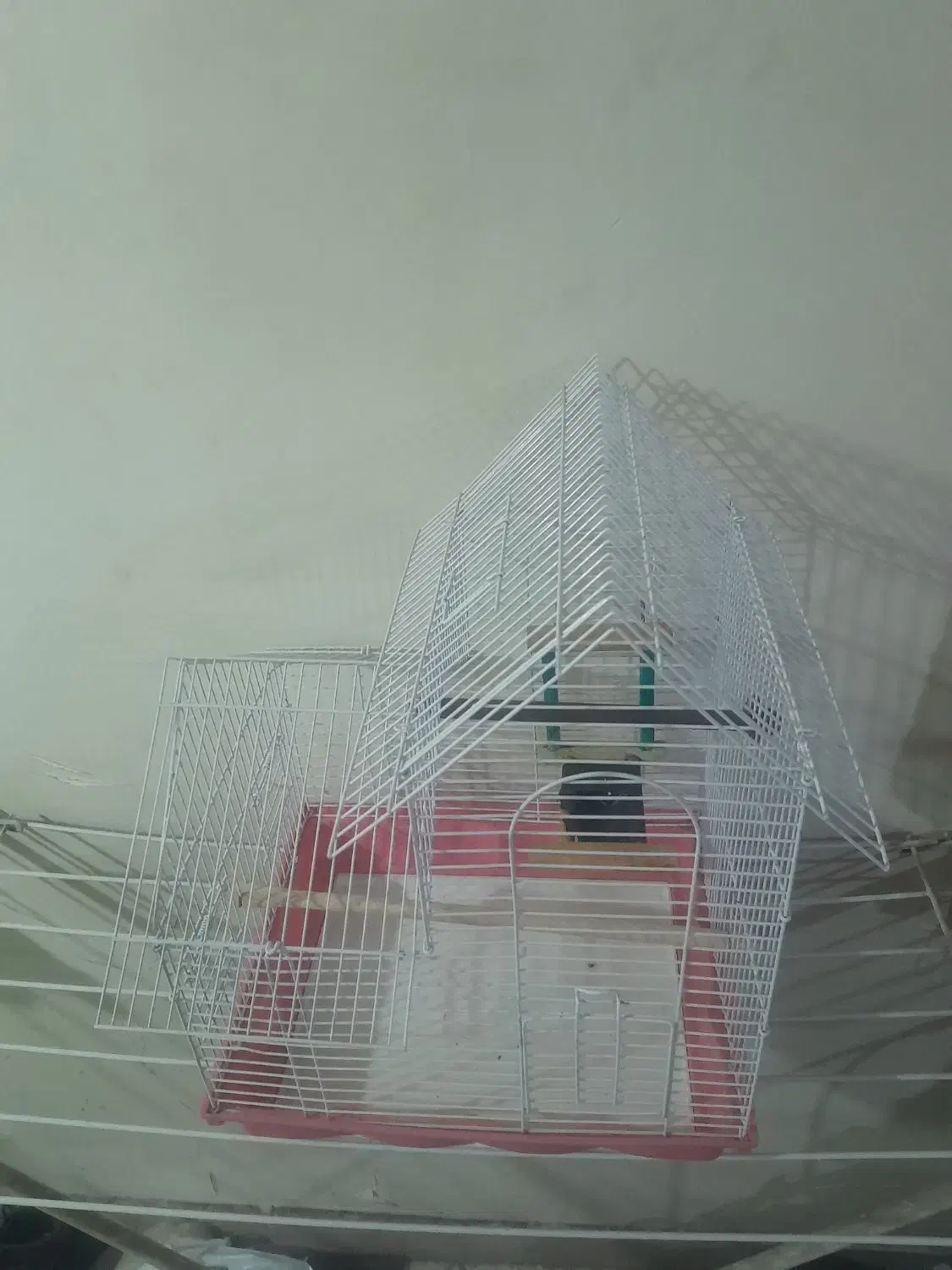 قفس عروس هلندی|لوازم جانبی حیوانات|تهران, مولوی|دیوار